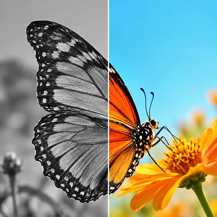Schmetterling in Schwarz-Weiß und leuchtenden Farben nebeneinander